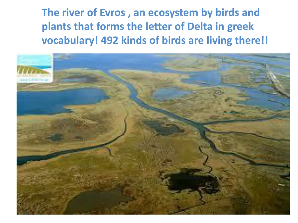 the river of evros an ecosystem by birds