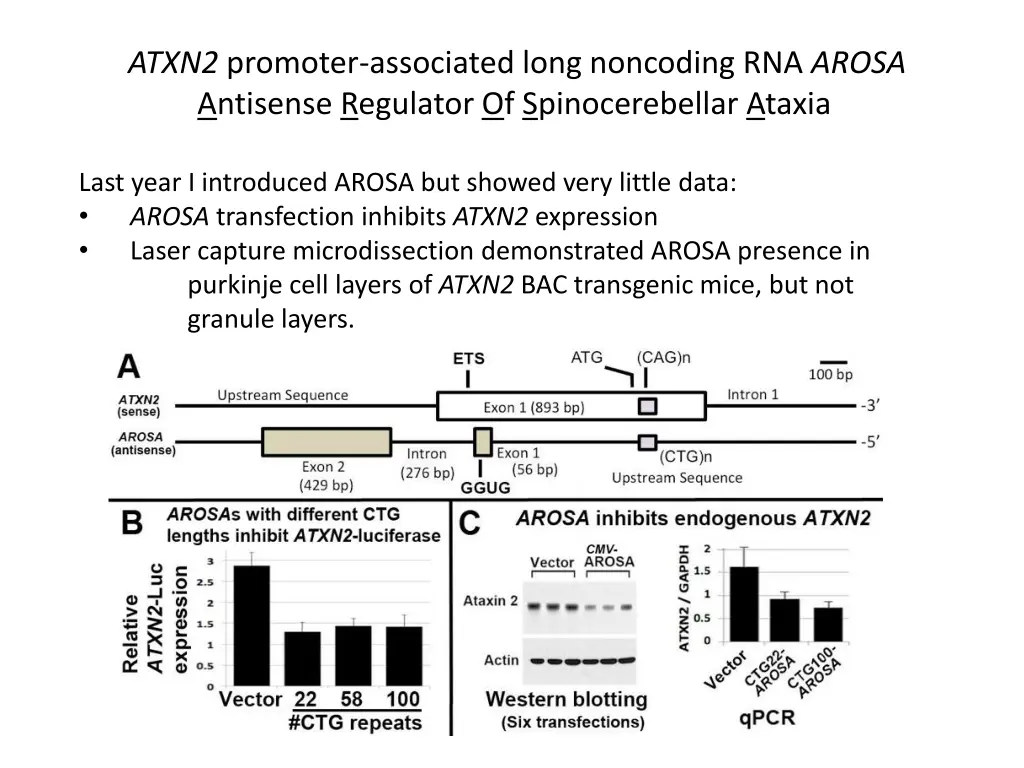 atxn2 promoter associated long noncoding