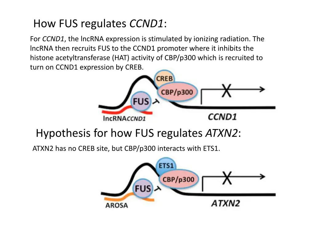 how fus regulates ccnd1