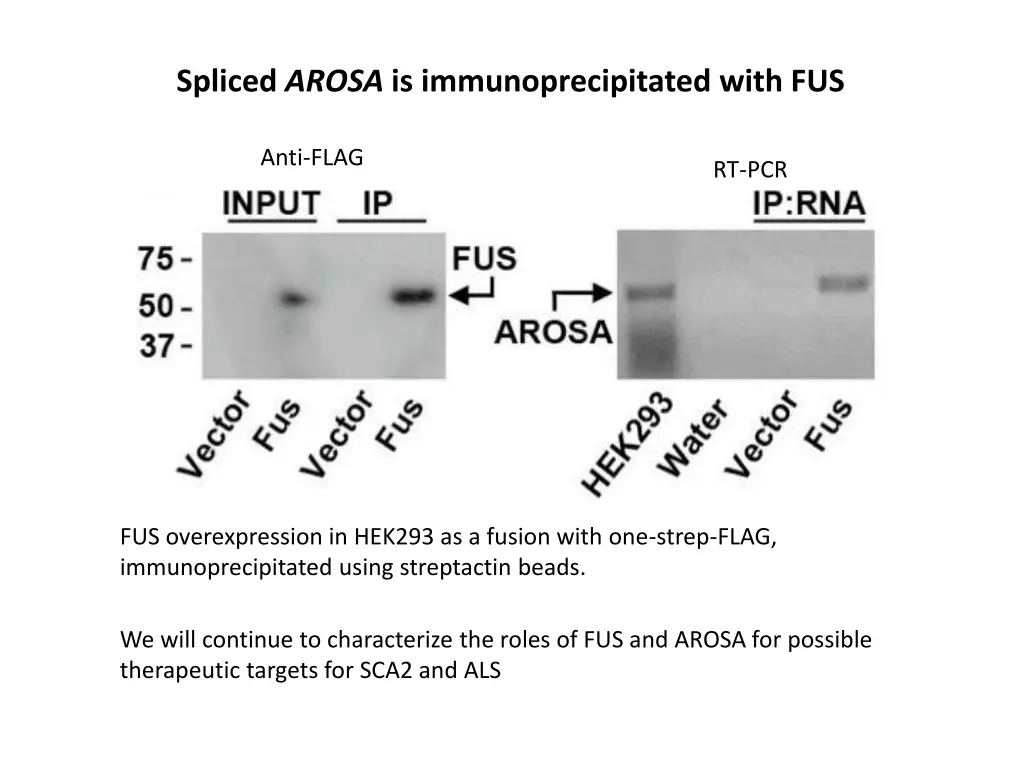 spliced arosa is immunoprecipitated with fus