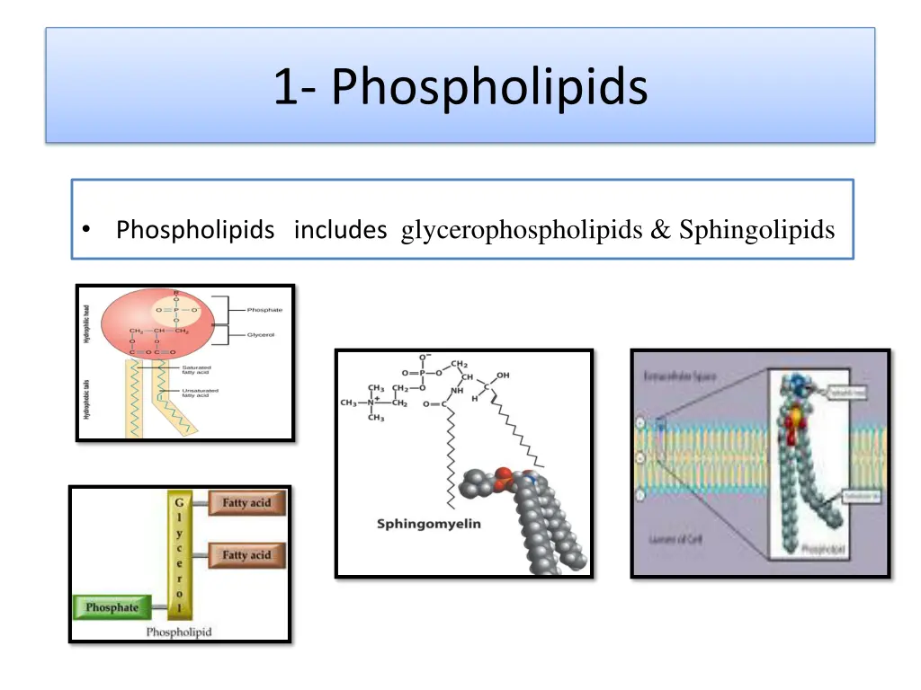 1 phospholipids