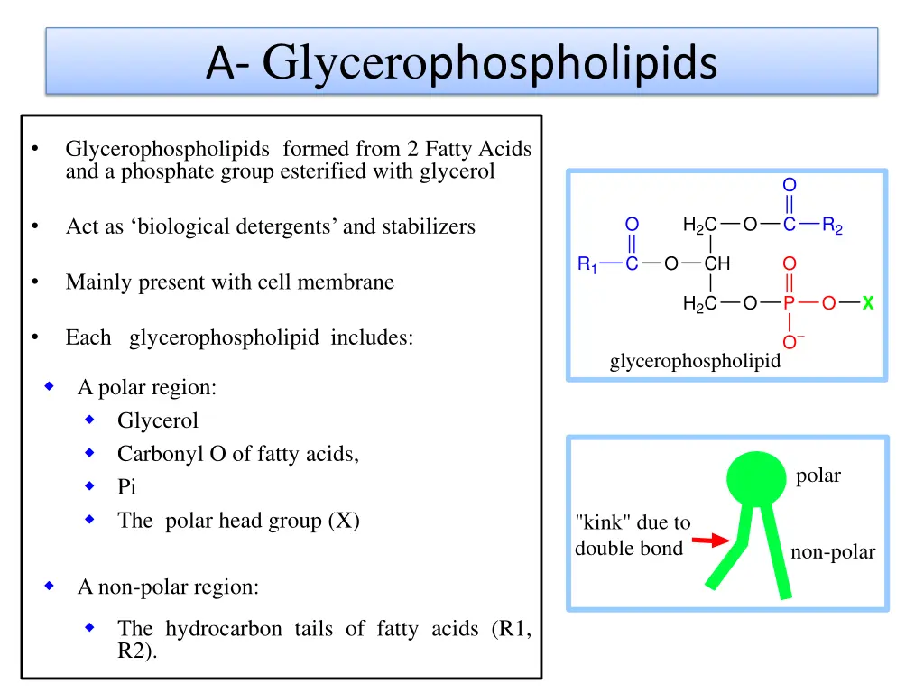 a glycero phospholipids