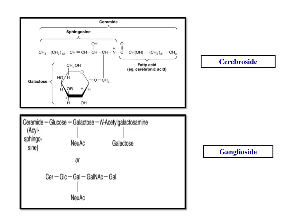 cerebroside