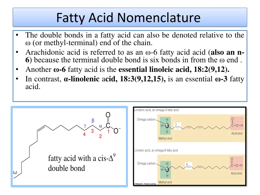 fatty acid nomenclature 1