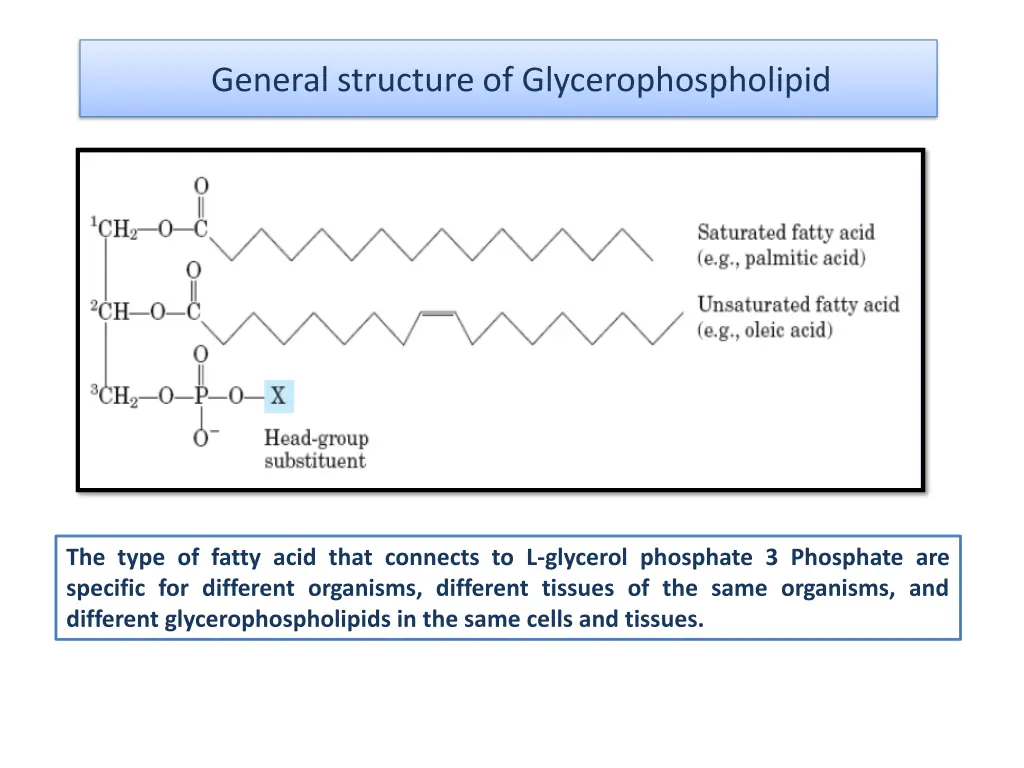 general structure of glycerophospholipid