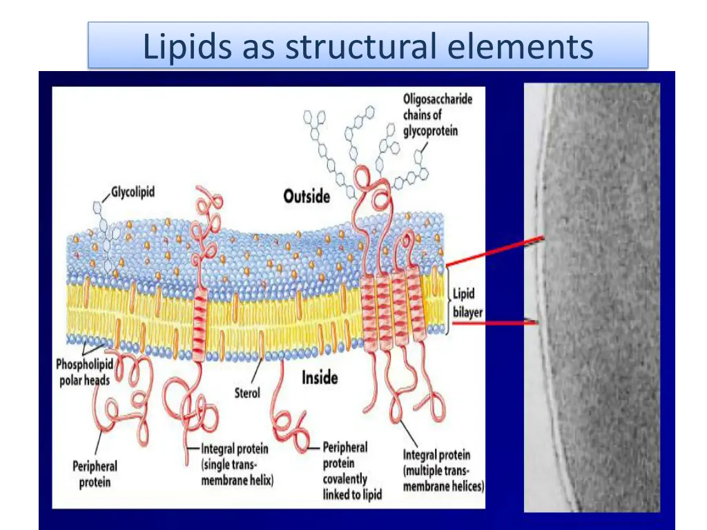 lipids as structural elements