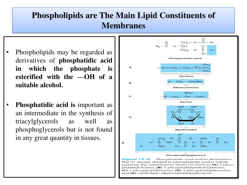 phospholipids are the main lipid constituents