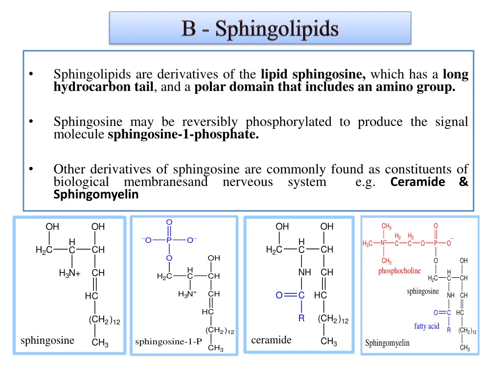 sphingolipids are derivatives of the lipid