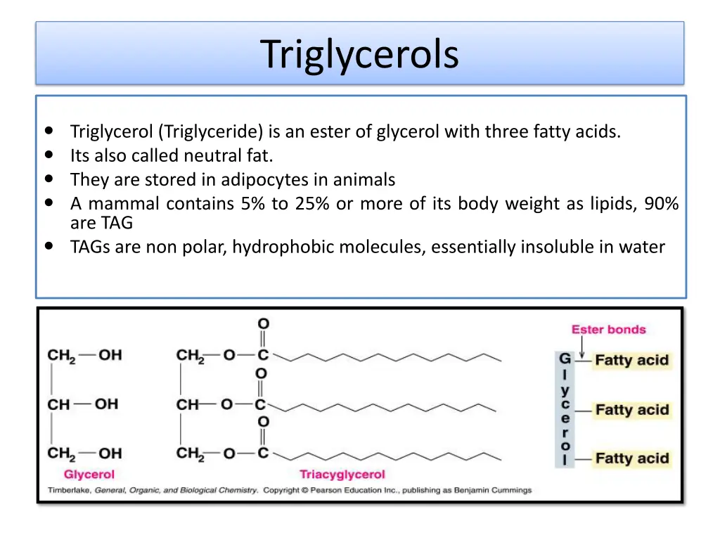 triglycerols