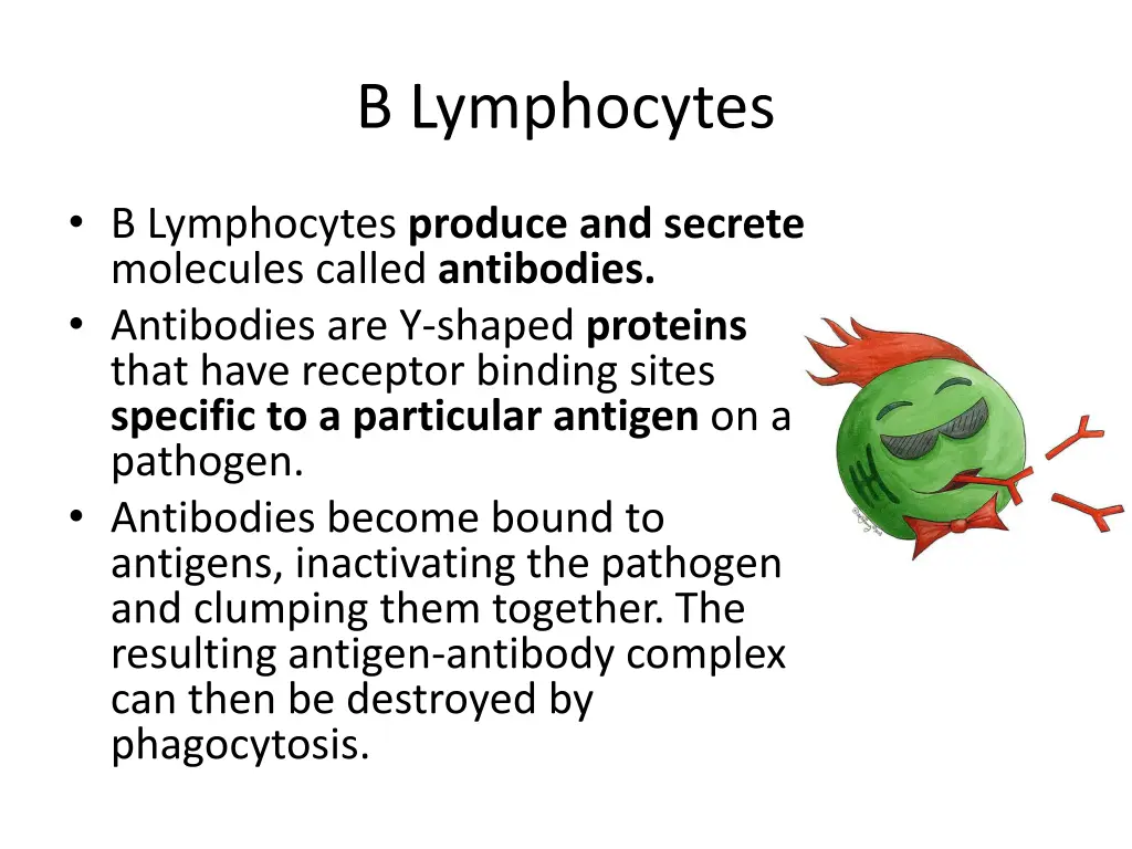 b lymphocytes