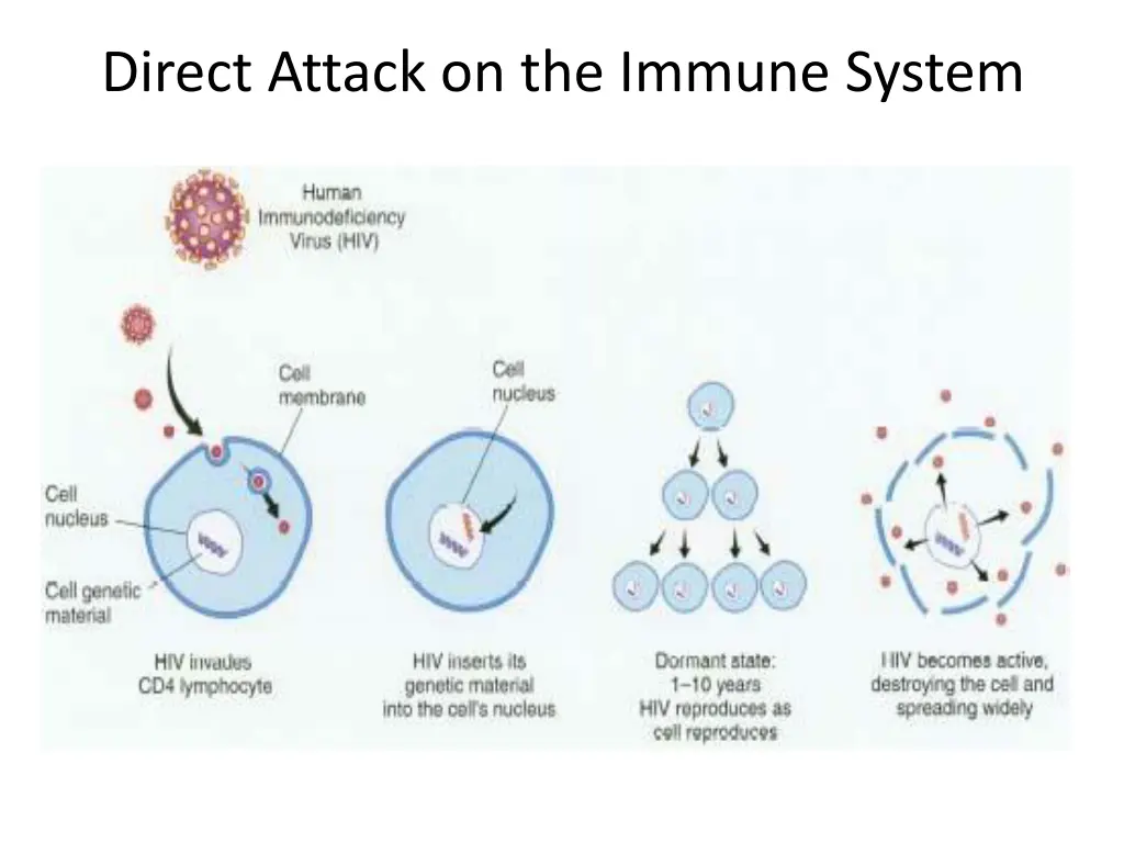 direct attack on the immune system 1