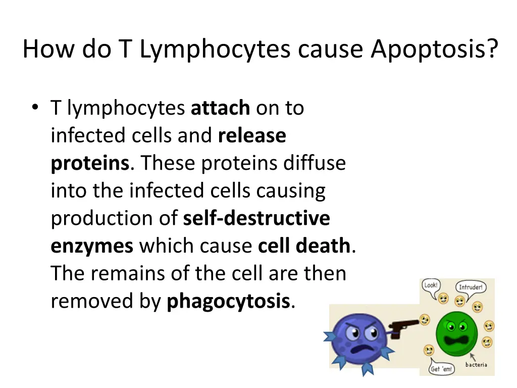 how do t lymphocytes cause apoptosis