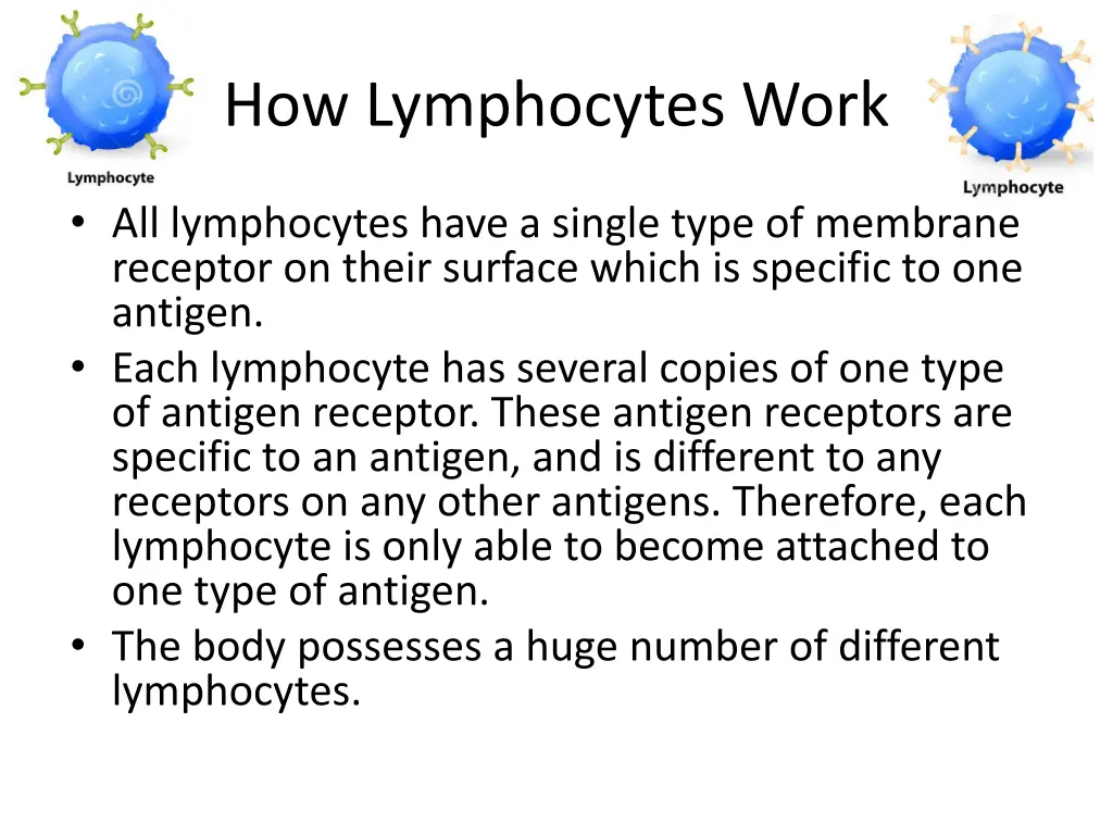 how lymphocytes work