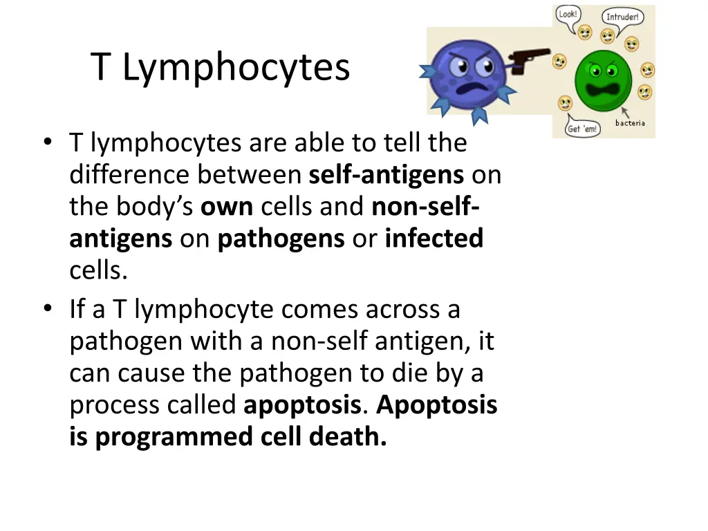 t lymphocytes