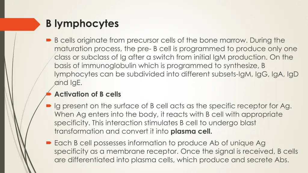 b lymphocytes