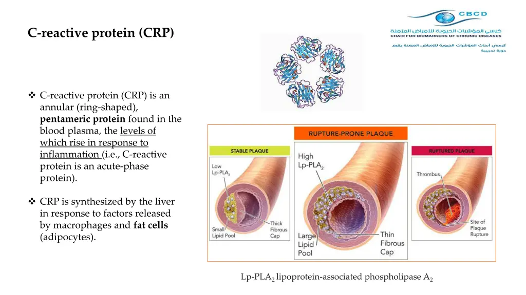 c reactive protein crp