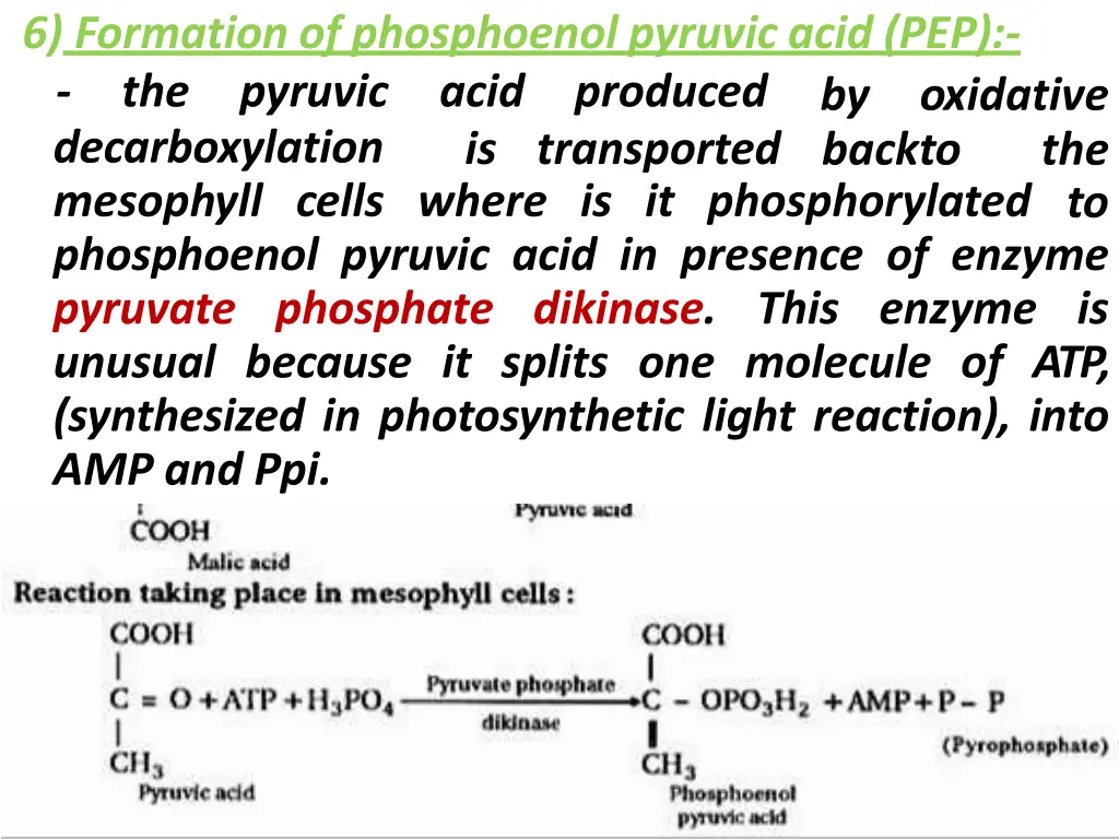 6 formation of phosphoenol pyruvic acid