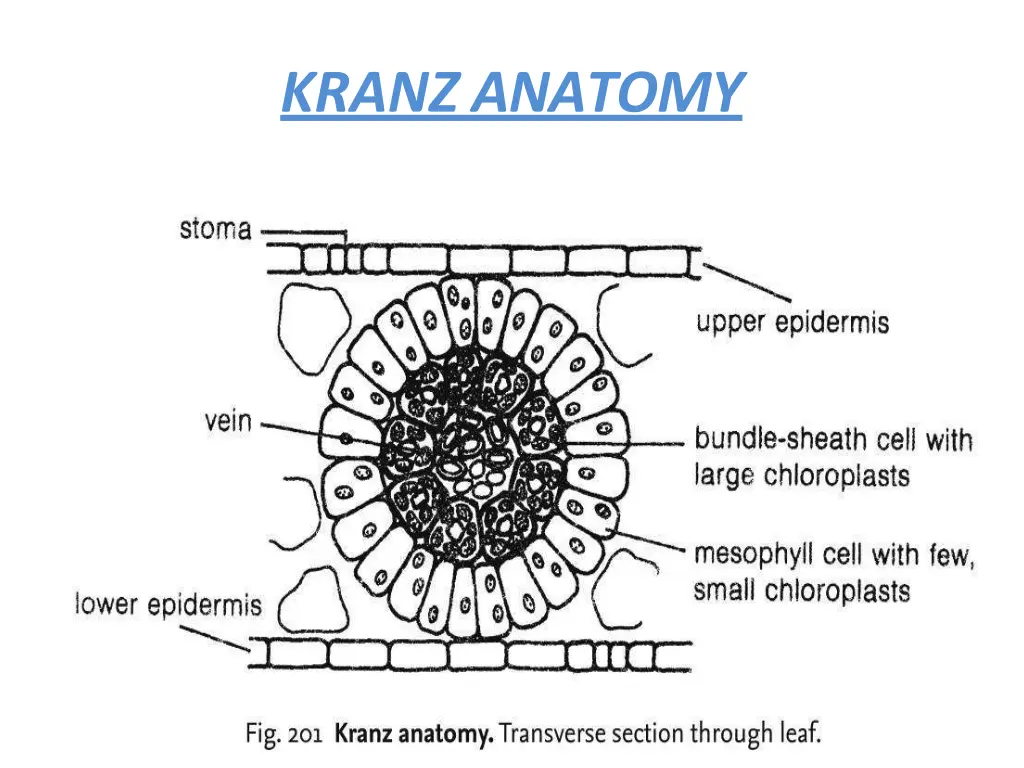 kranz anatomy