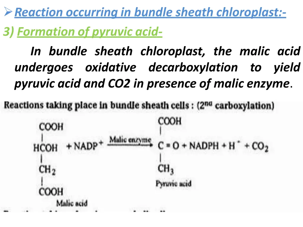 reaction occurring in bundle sheath chloroplast