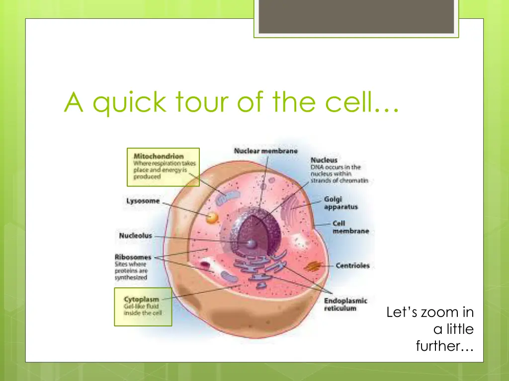 a quick tour of the cell