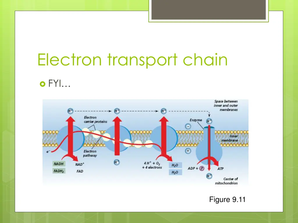 electron transport chain
