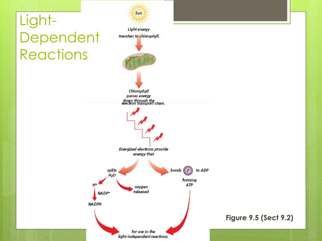 light dependent reactions
