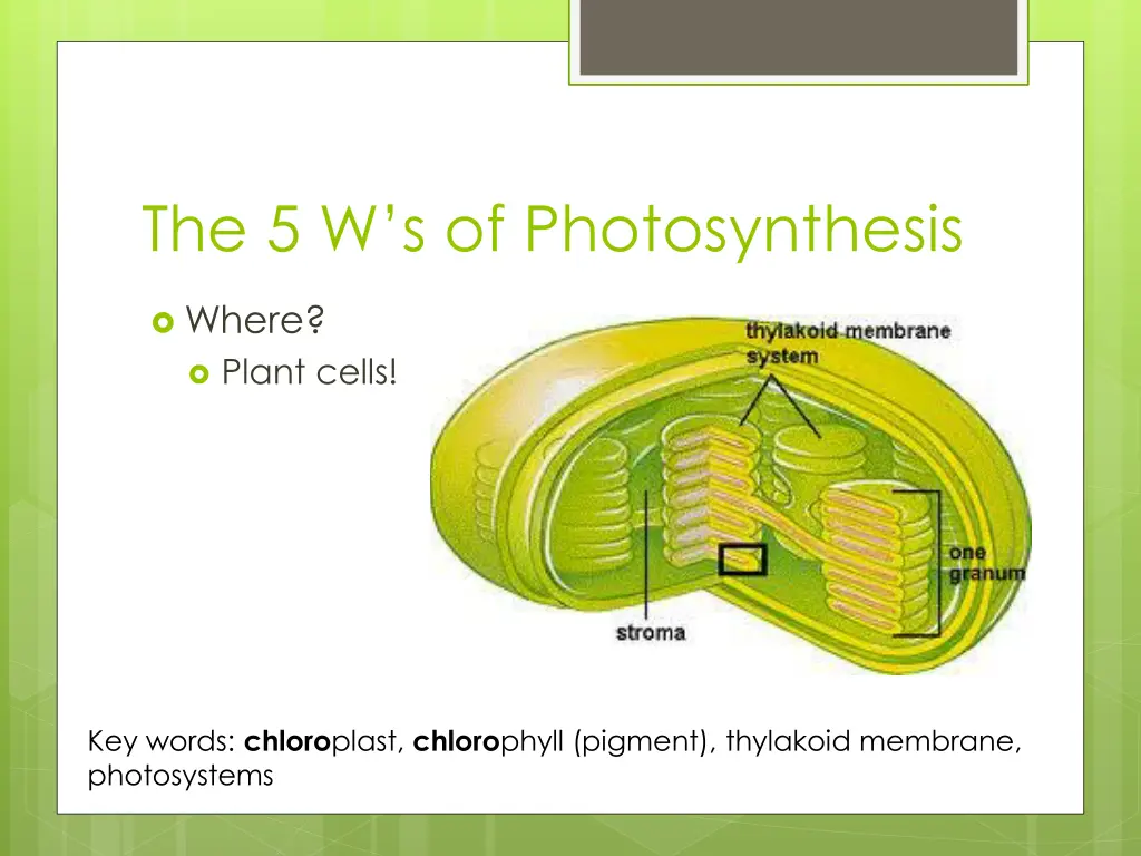 the 5 w s of photosynthesis 3