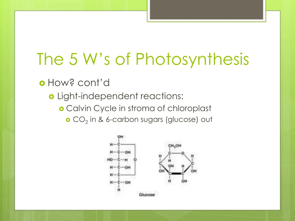 the 5 w s of photosynthesis 6
