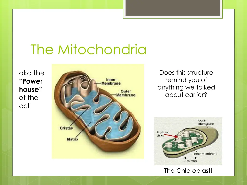 the mitochondria