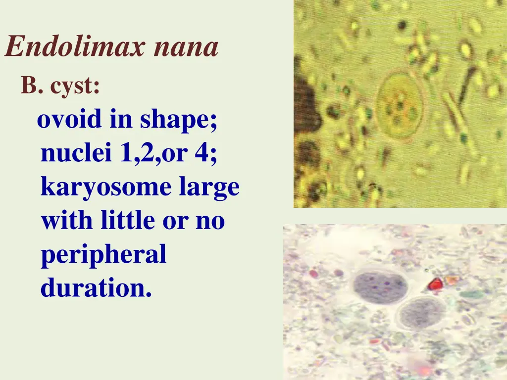 endolimax nana b cyst ovoid in shape nuclei