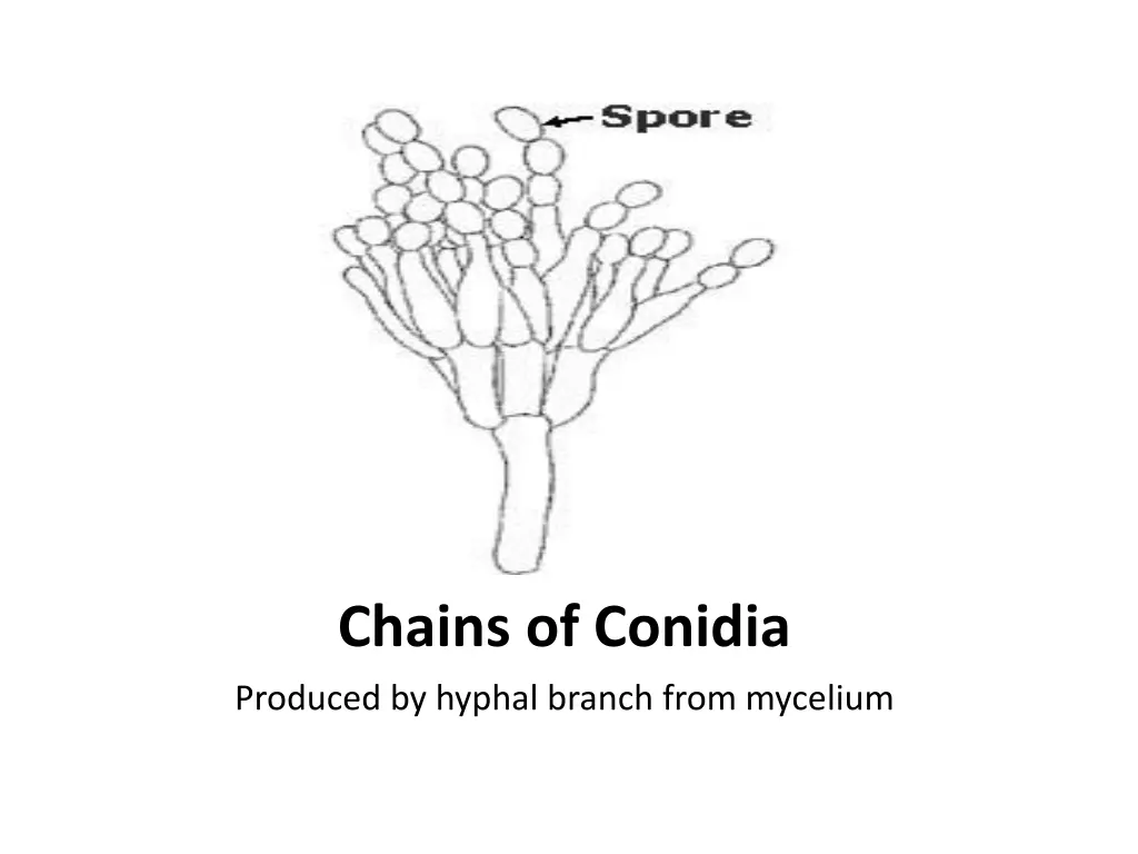chains of conidia