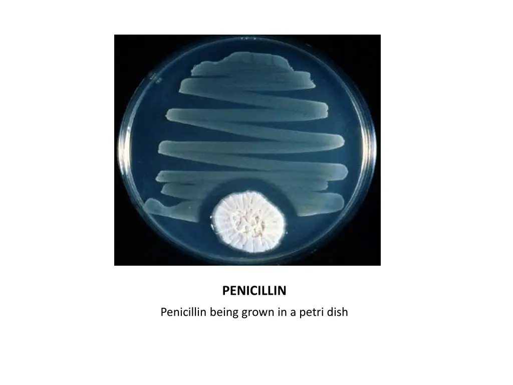 penicillin 1