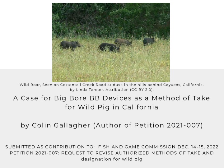 wild boar seen on cottontail creek road at dusk