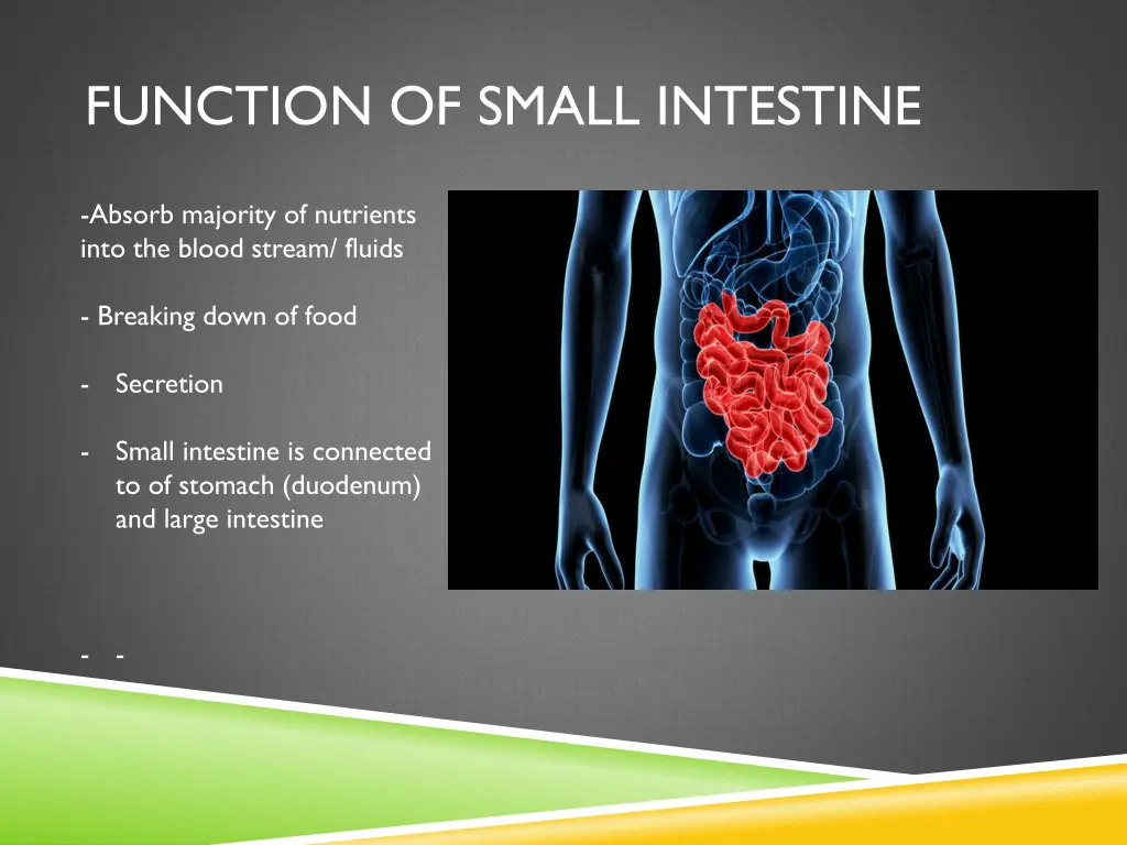 function of small intestine