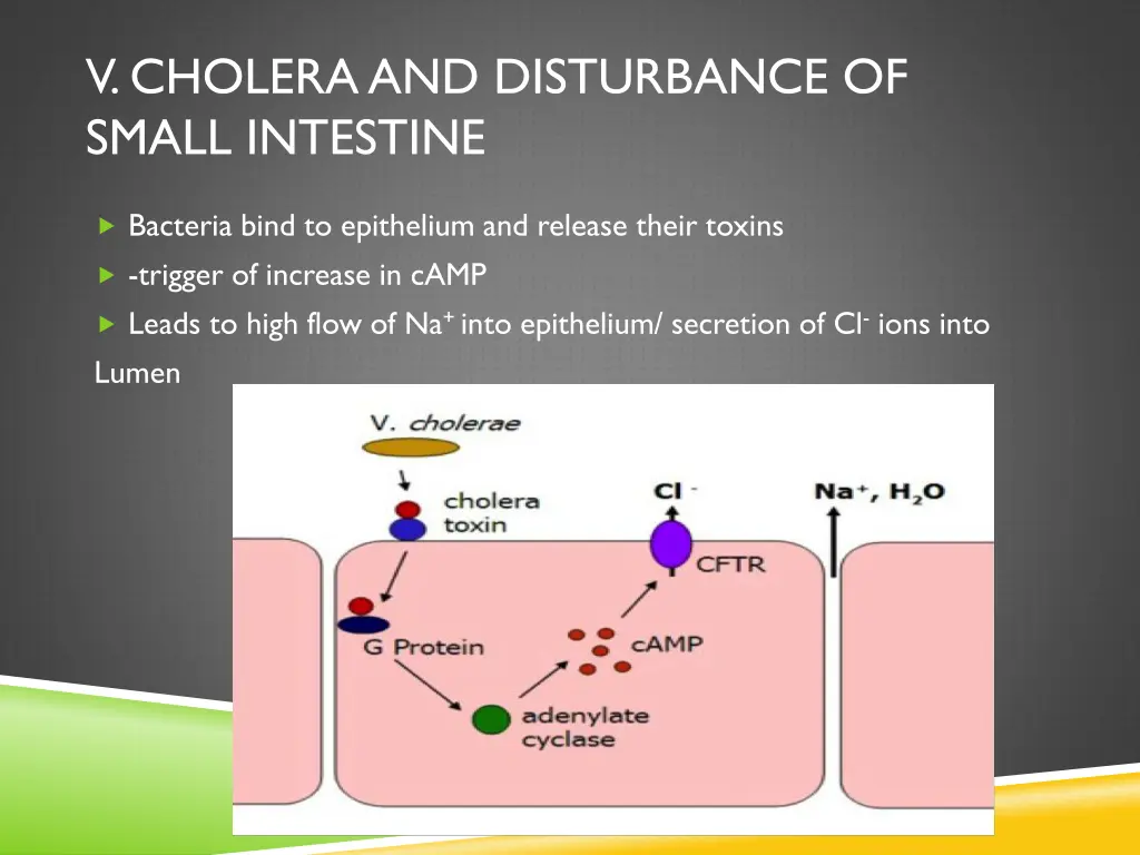 v cholera and disturbance of small intestine