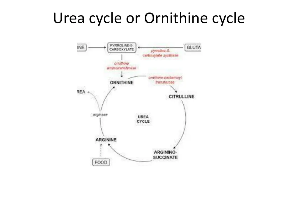 urea cycle or ornithine cycle 1