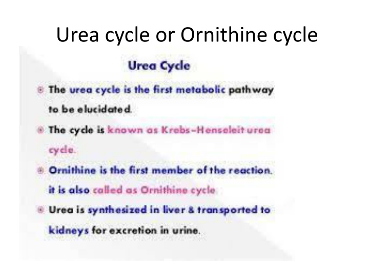 urea cycle or ornithine cycle