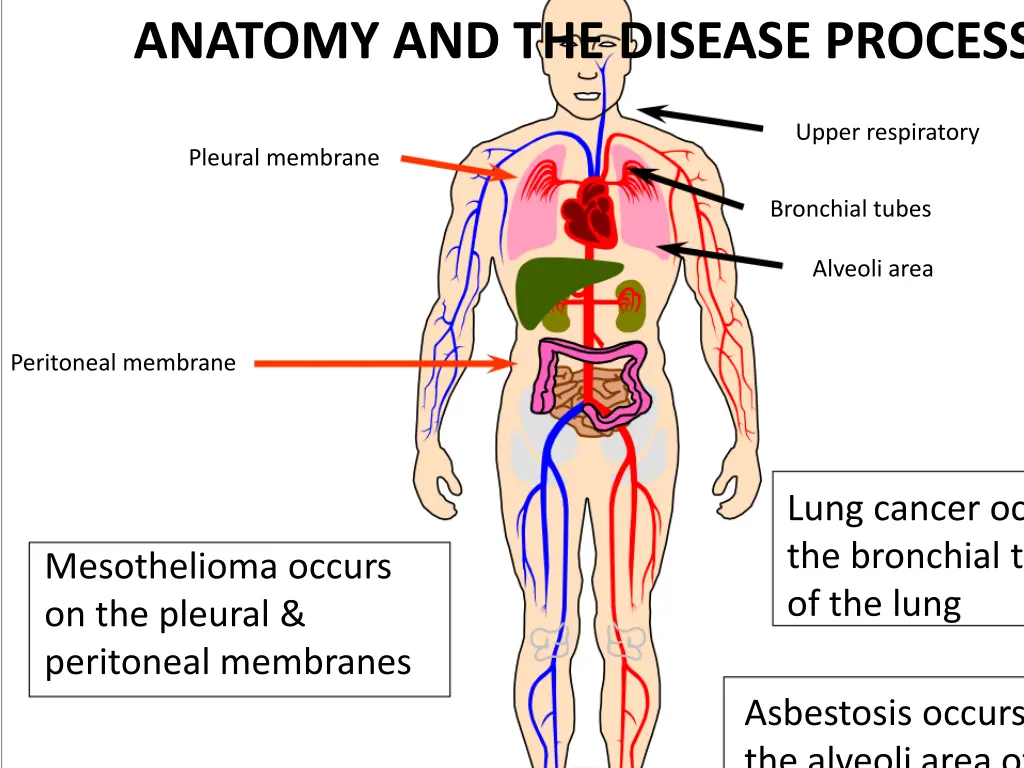 anatomy and the disease process