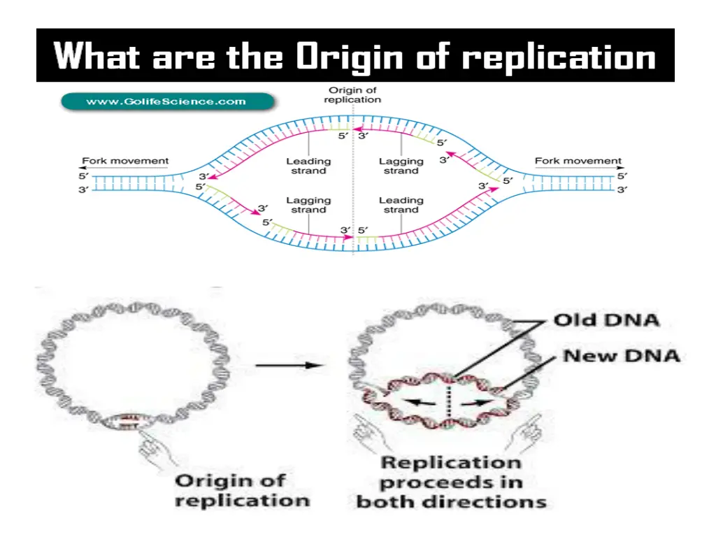 origin of replication