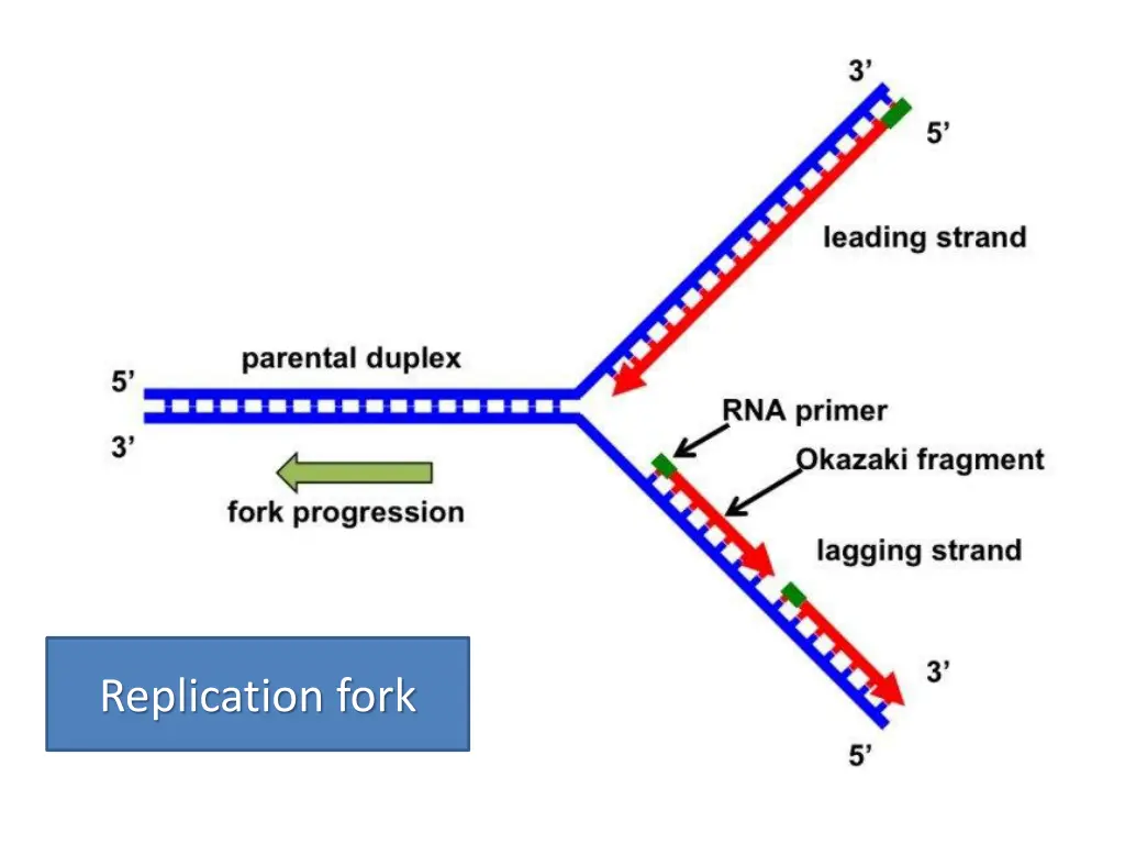 replication fork