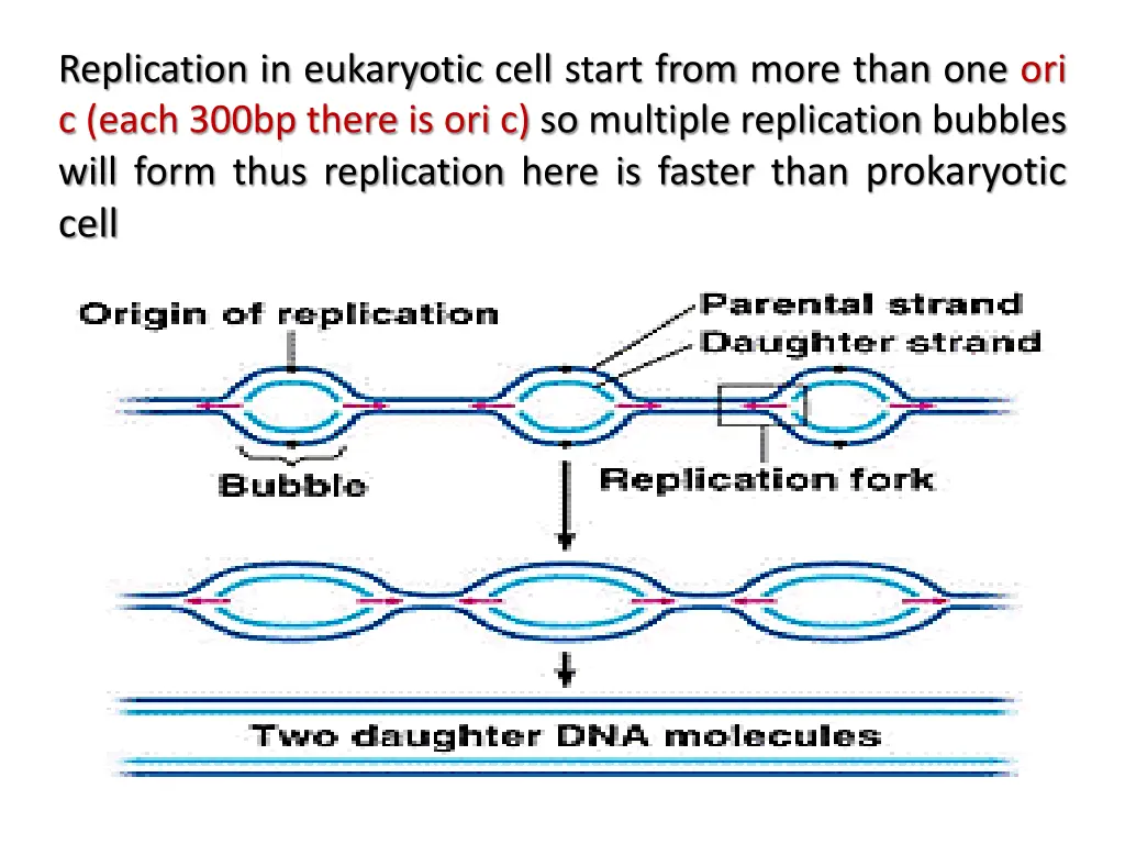 replication in eukaryotic cell start from more