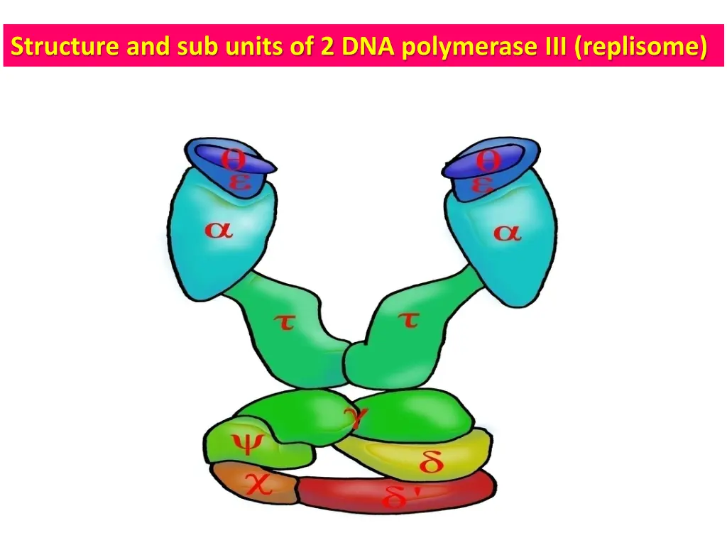 structure and sub units of 2 dna polymerase