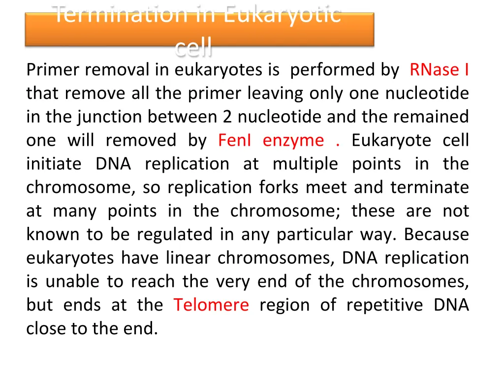 termination in eukaryotic cell primer removal