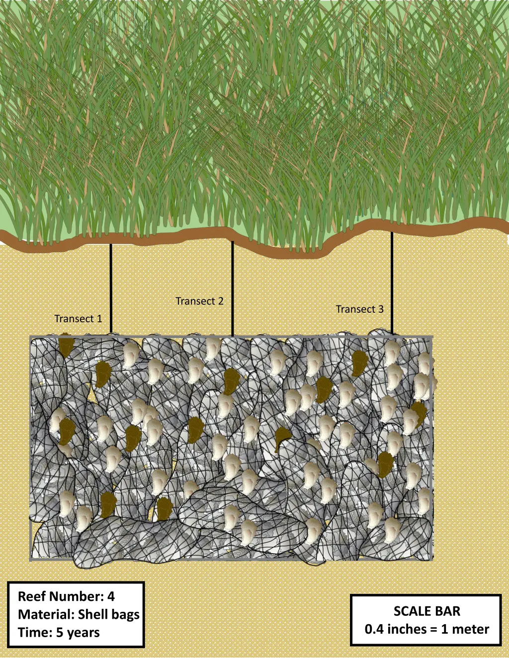transect 2