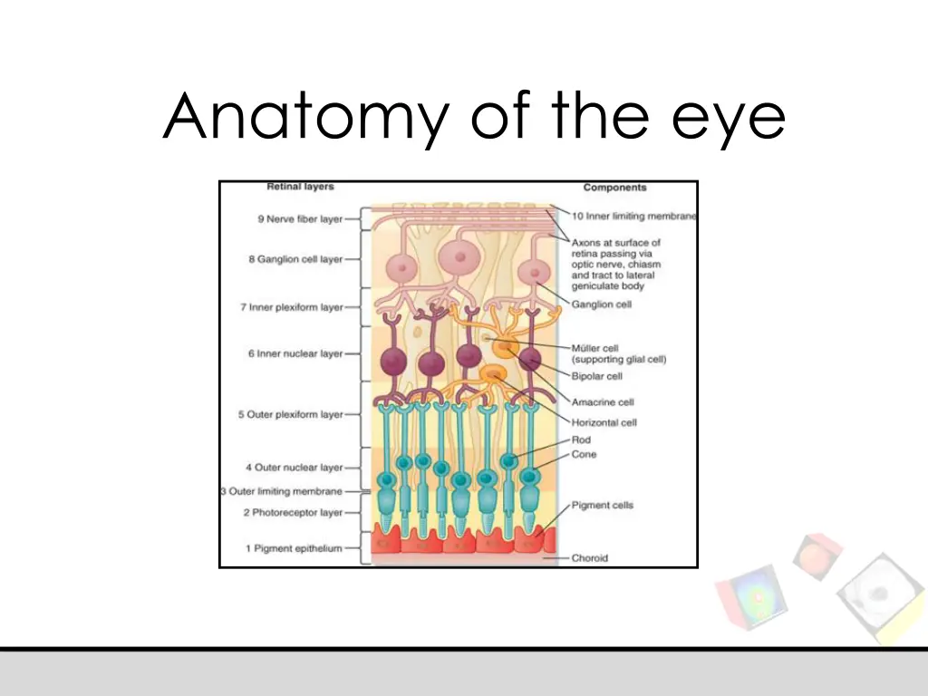 anatomy of the eye