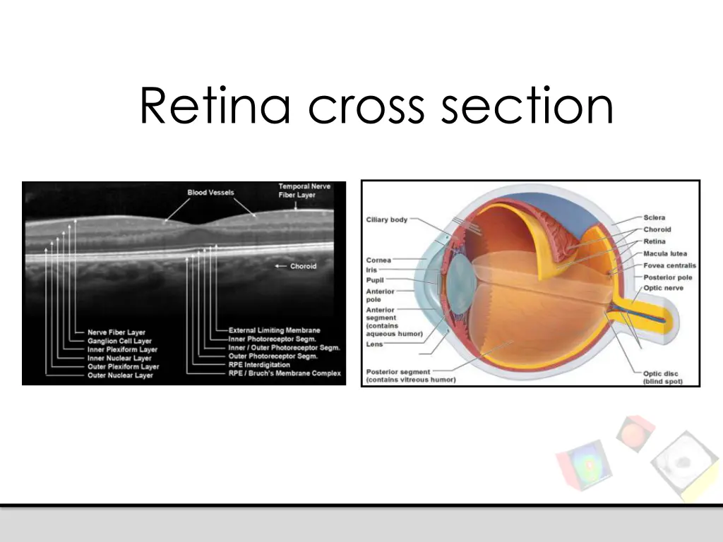 retina cross section