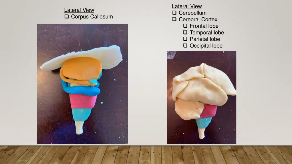 lateral view cerebellum cerebral cortex frontal