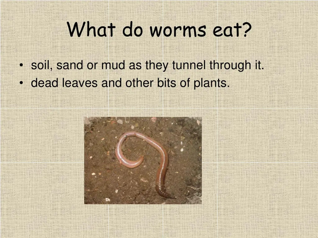 what do worms eat