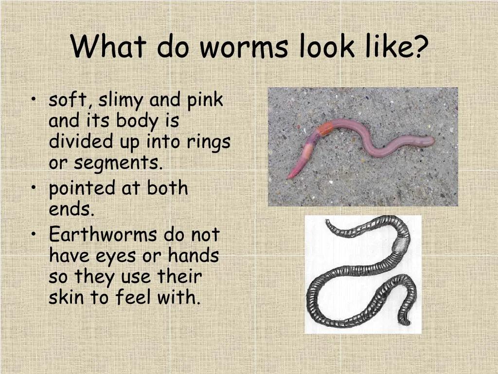 what do worms look like