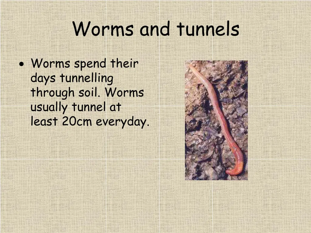 worms and tunnels